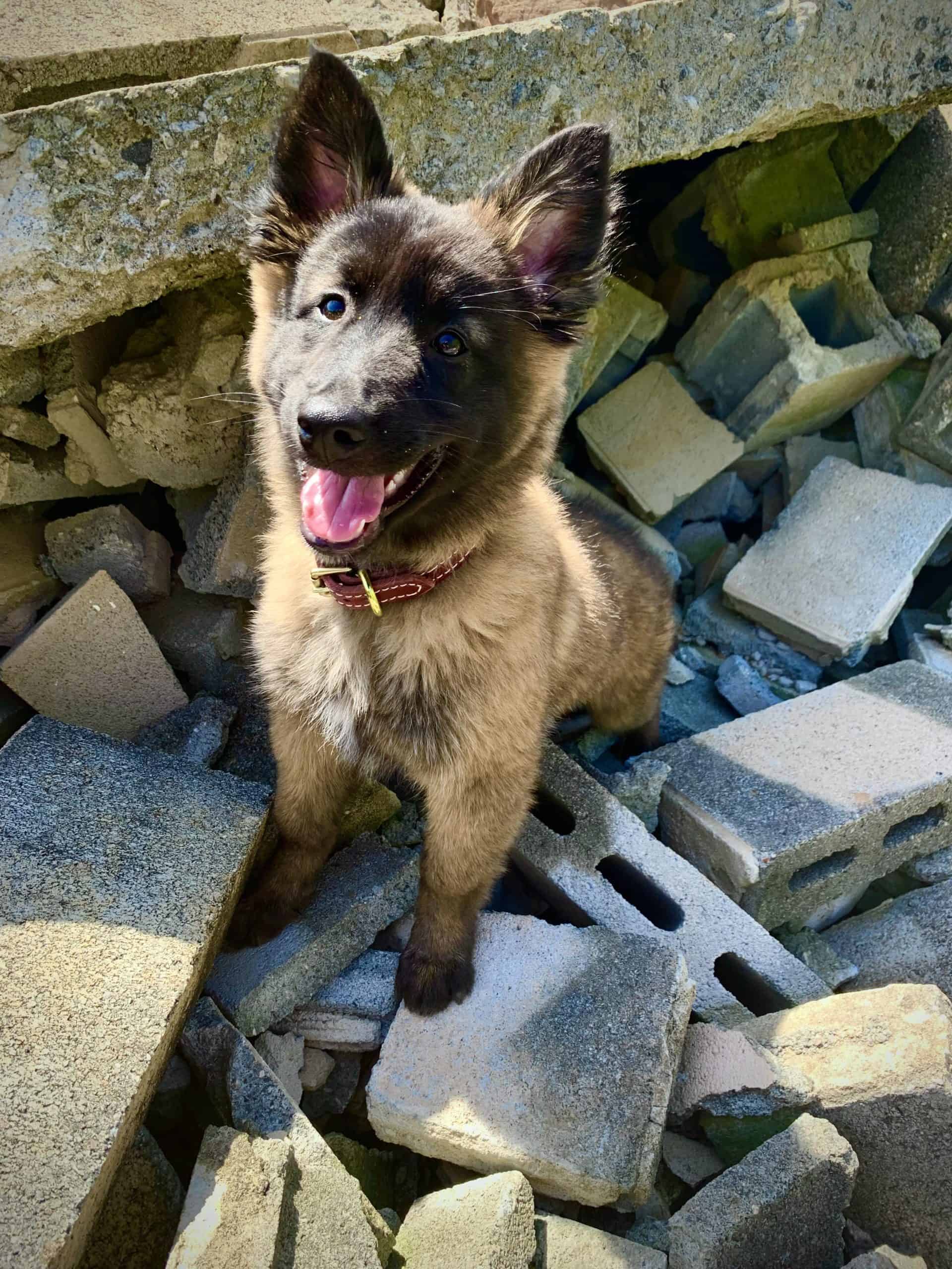 Specialized Working Dog Training Synapse Canine