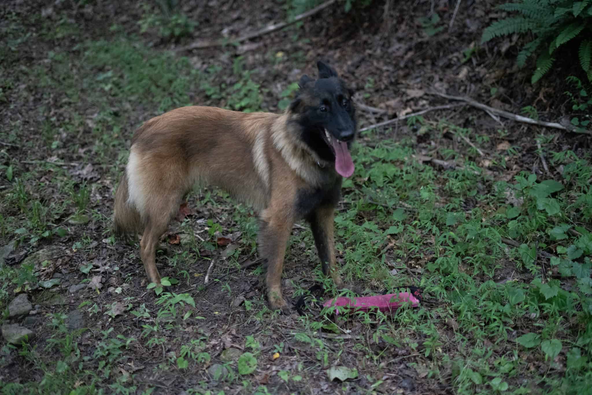 Detection Dog Training Synapse Canine