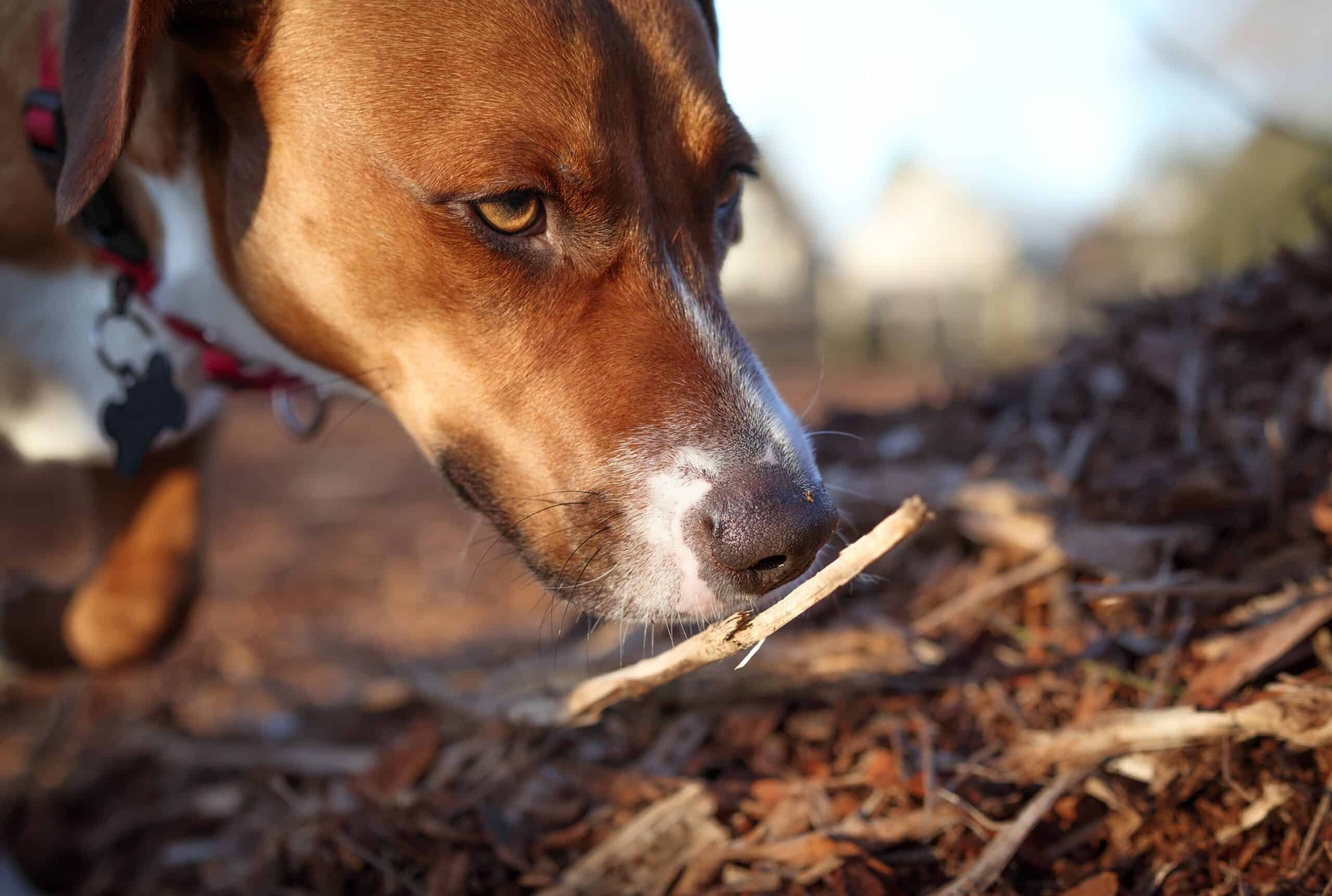 enrichment for dogs