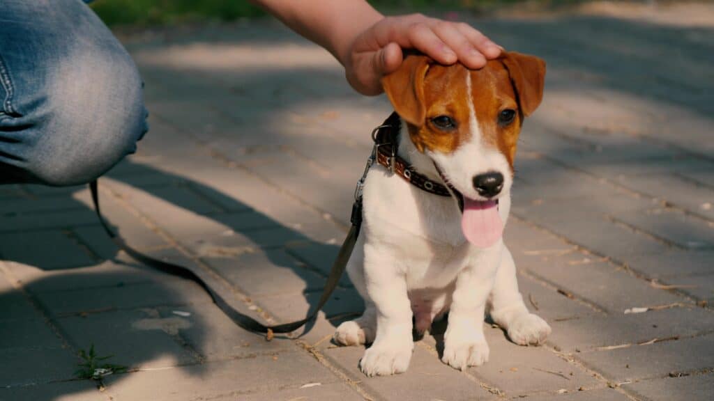 jack russell sitting down