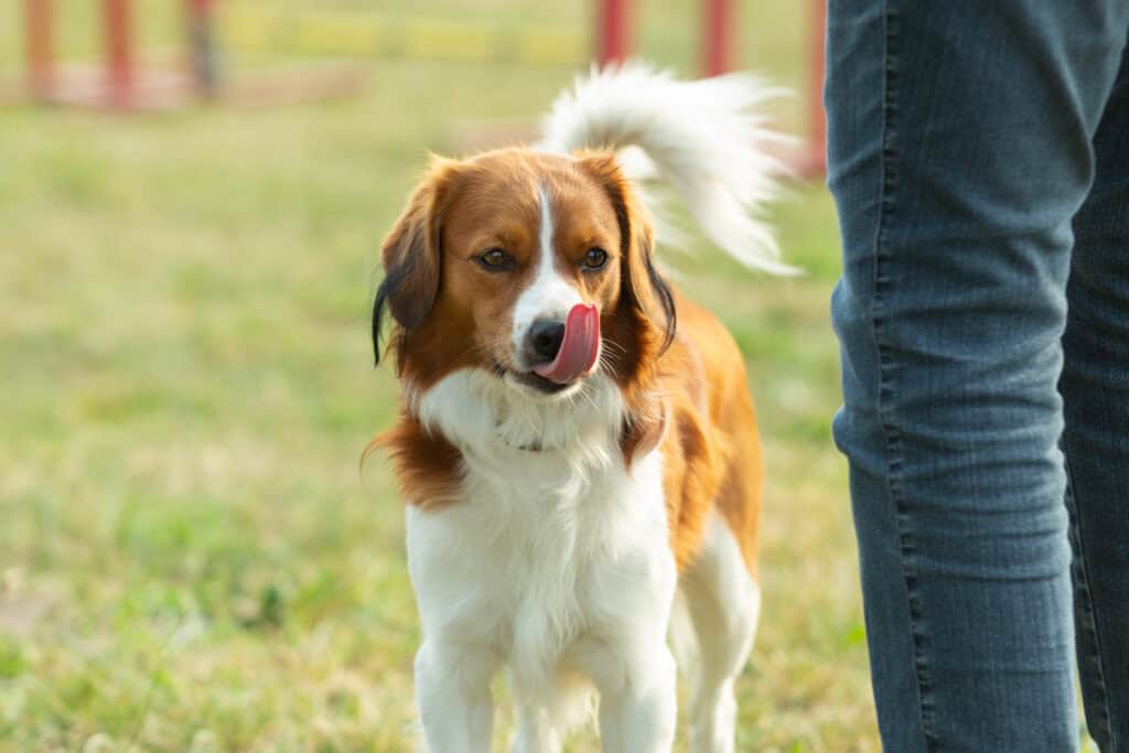 stressed dog licking its lips