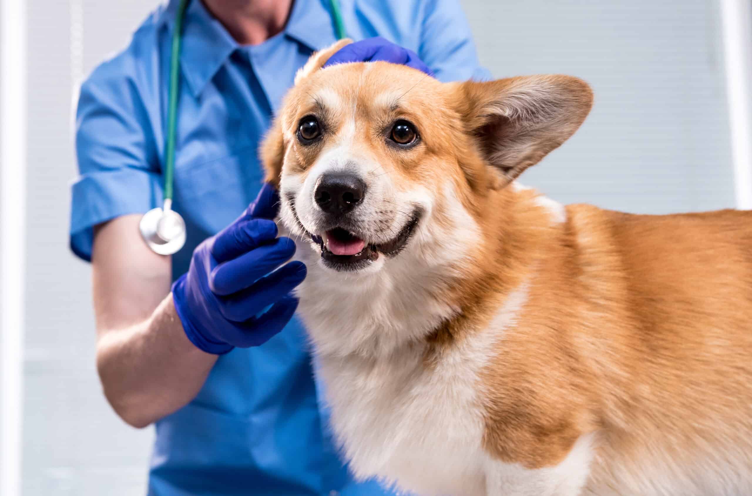 how dog training helps at the vet and groomer