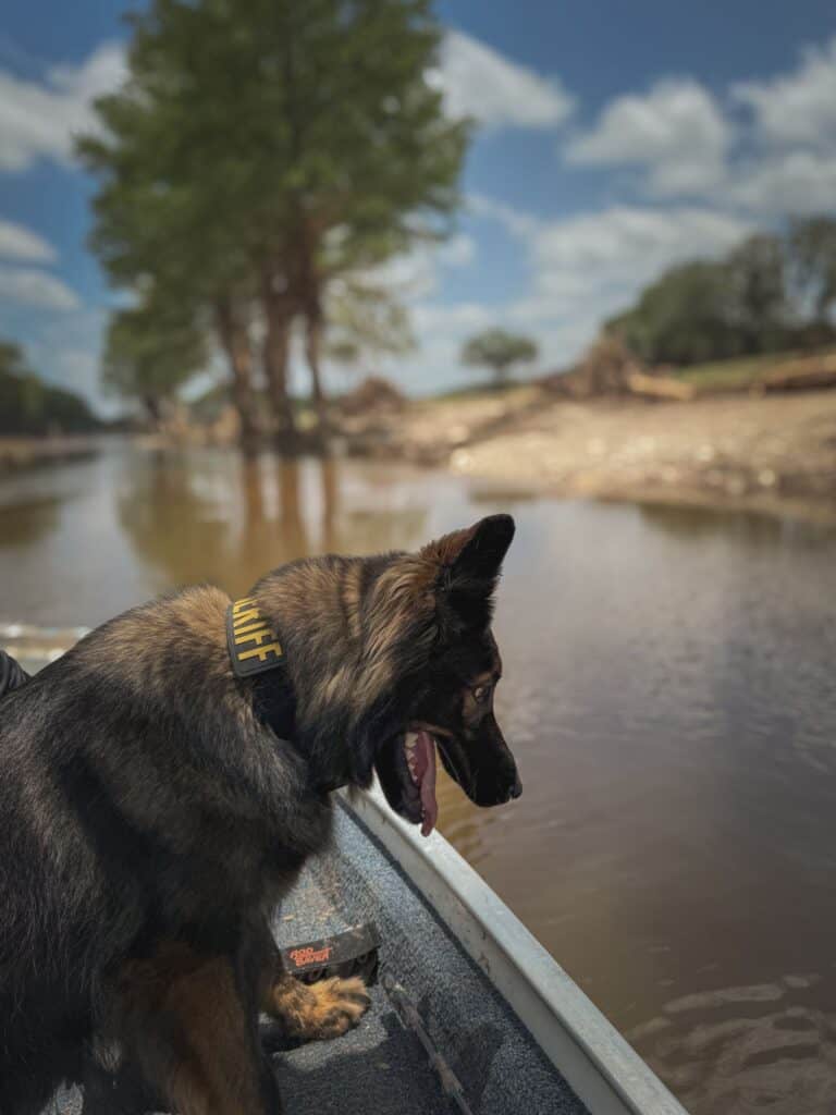 water hrd dog in texas