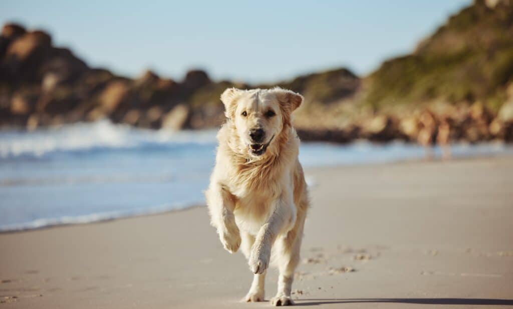 beach safety tips for dogs