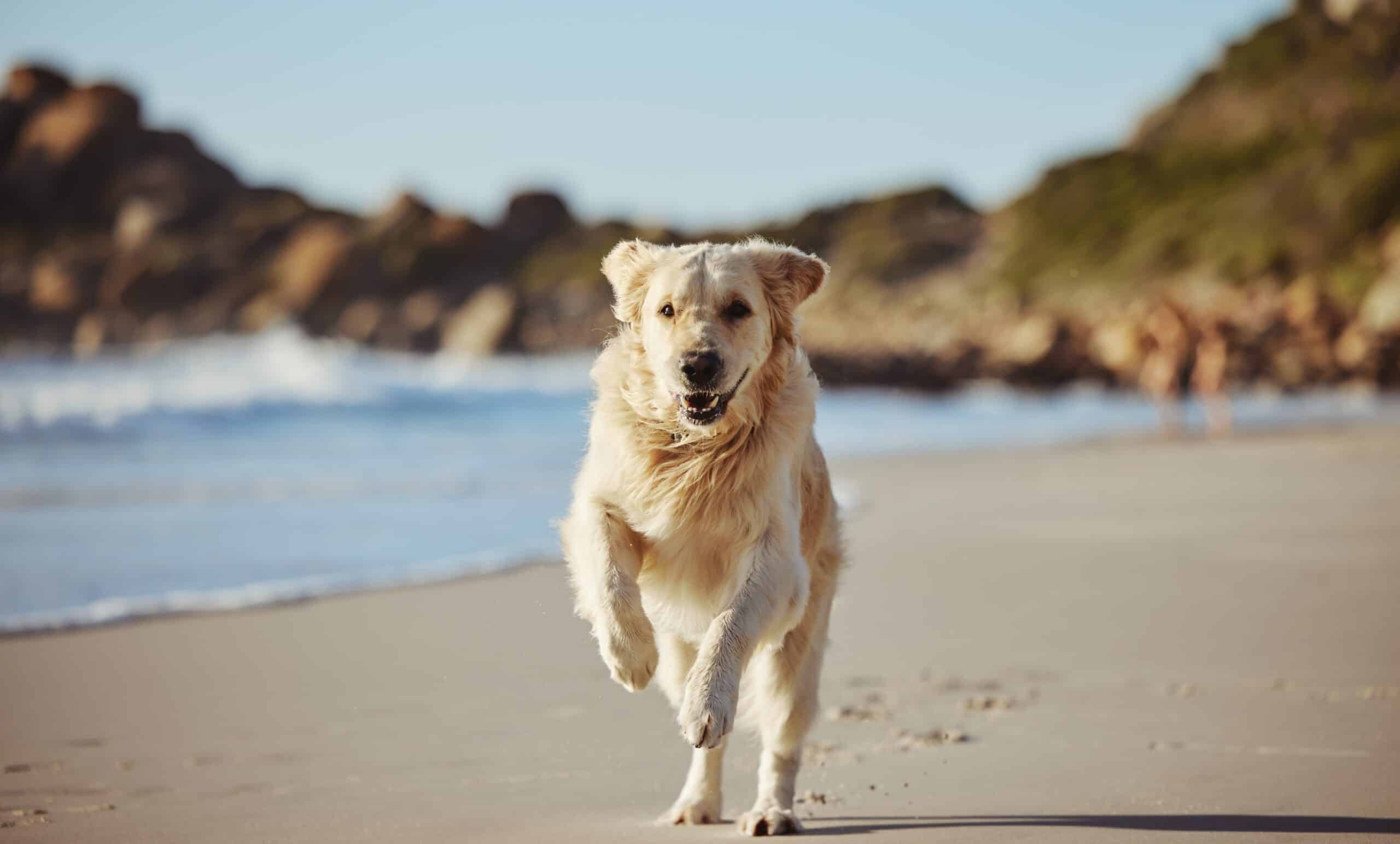 beach safety tips for dogs