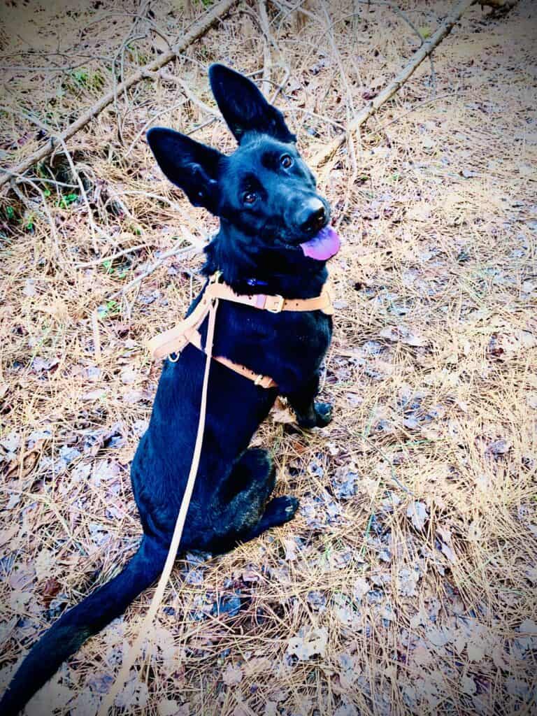 sar dog in training