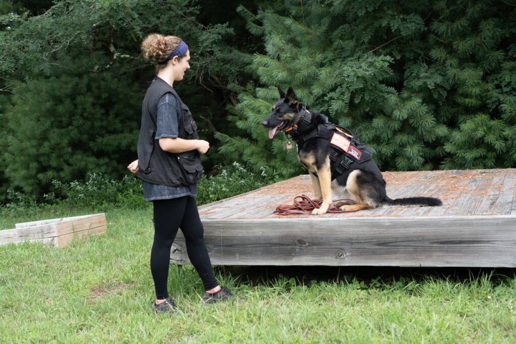 synapse canine evaluations