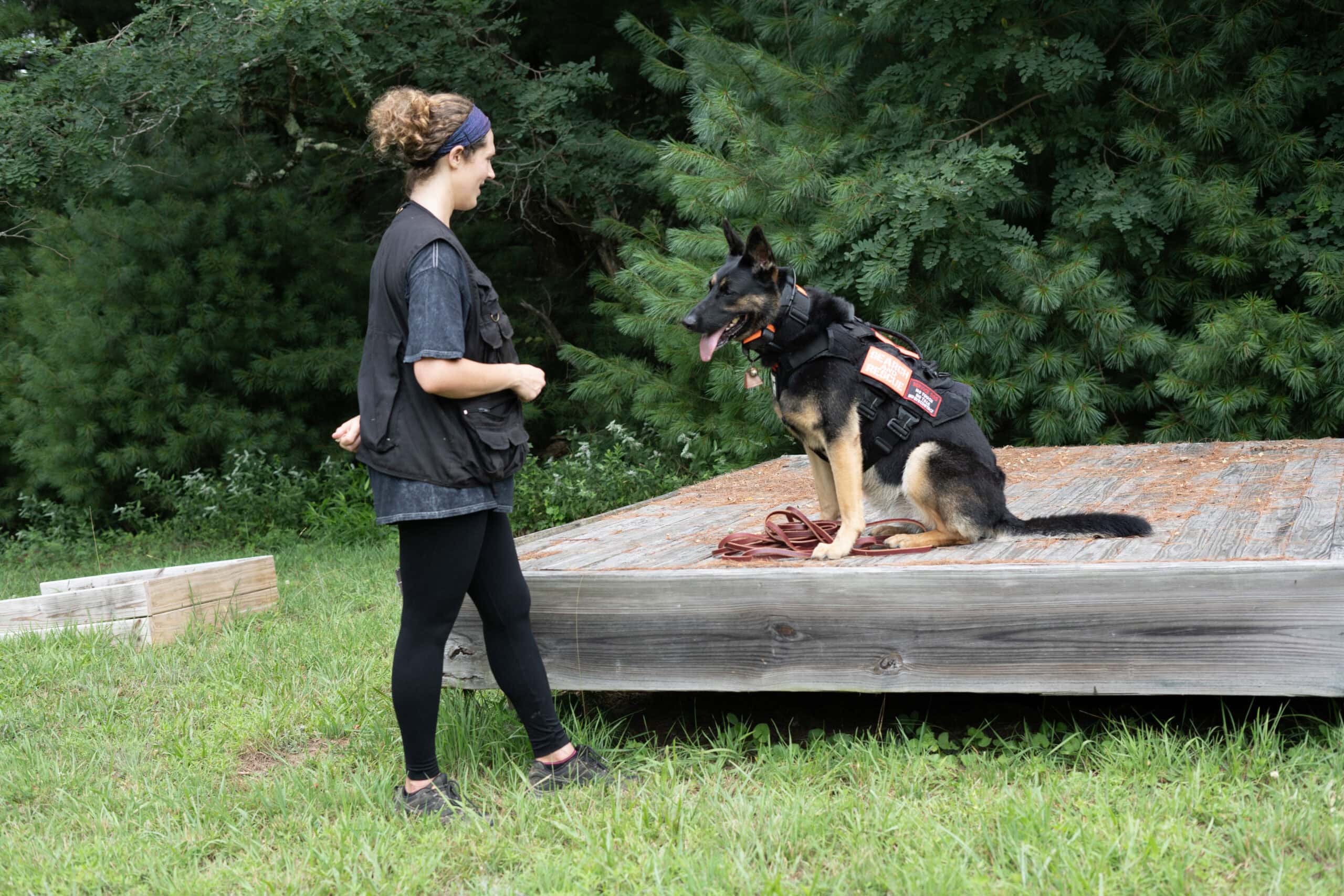 synapse canine evaluations