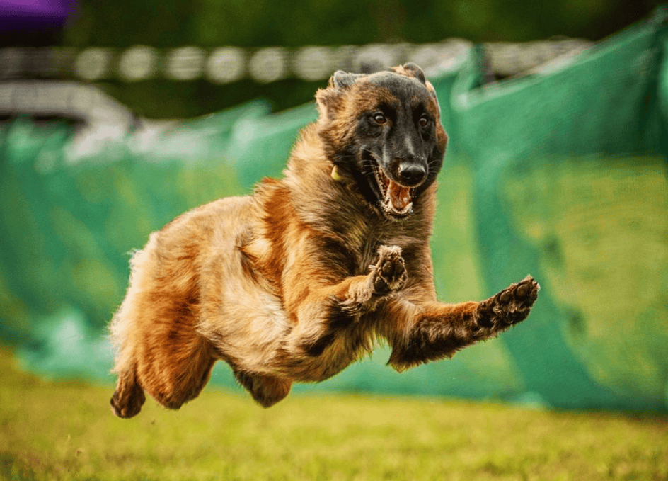 akc fast cat invitational 2025
