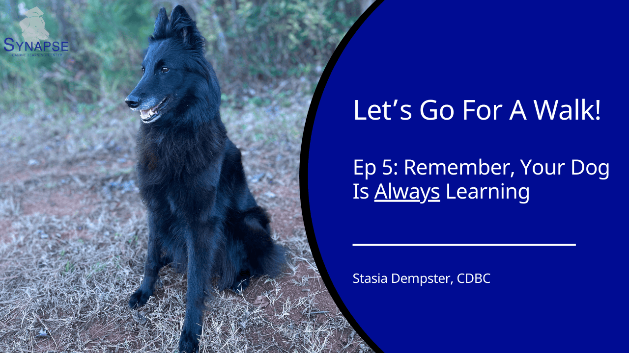 Let's Go For A walk Ep 5 your dog is always learning