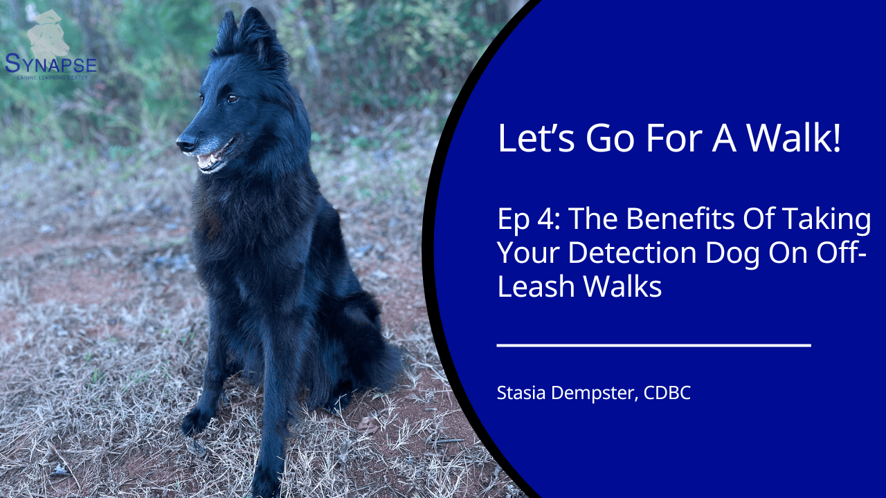 let's go for a walk episode 4