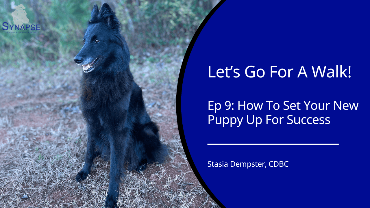 Let's Go For A walk Ep 9