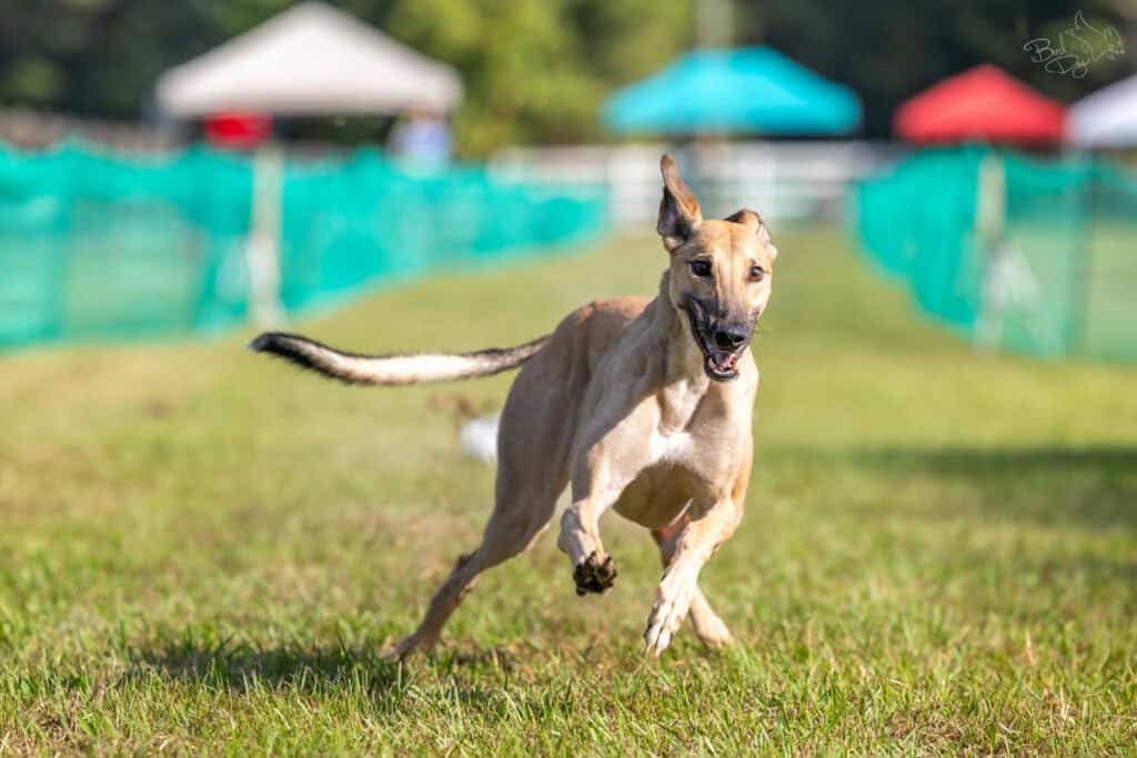 fritz running fast cat