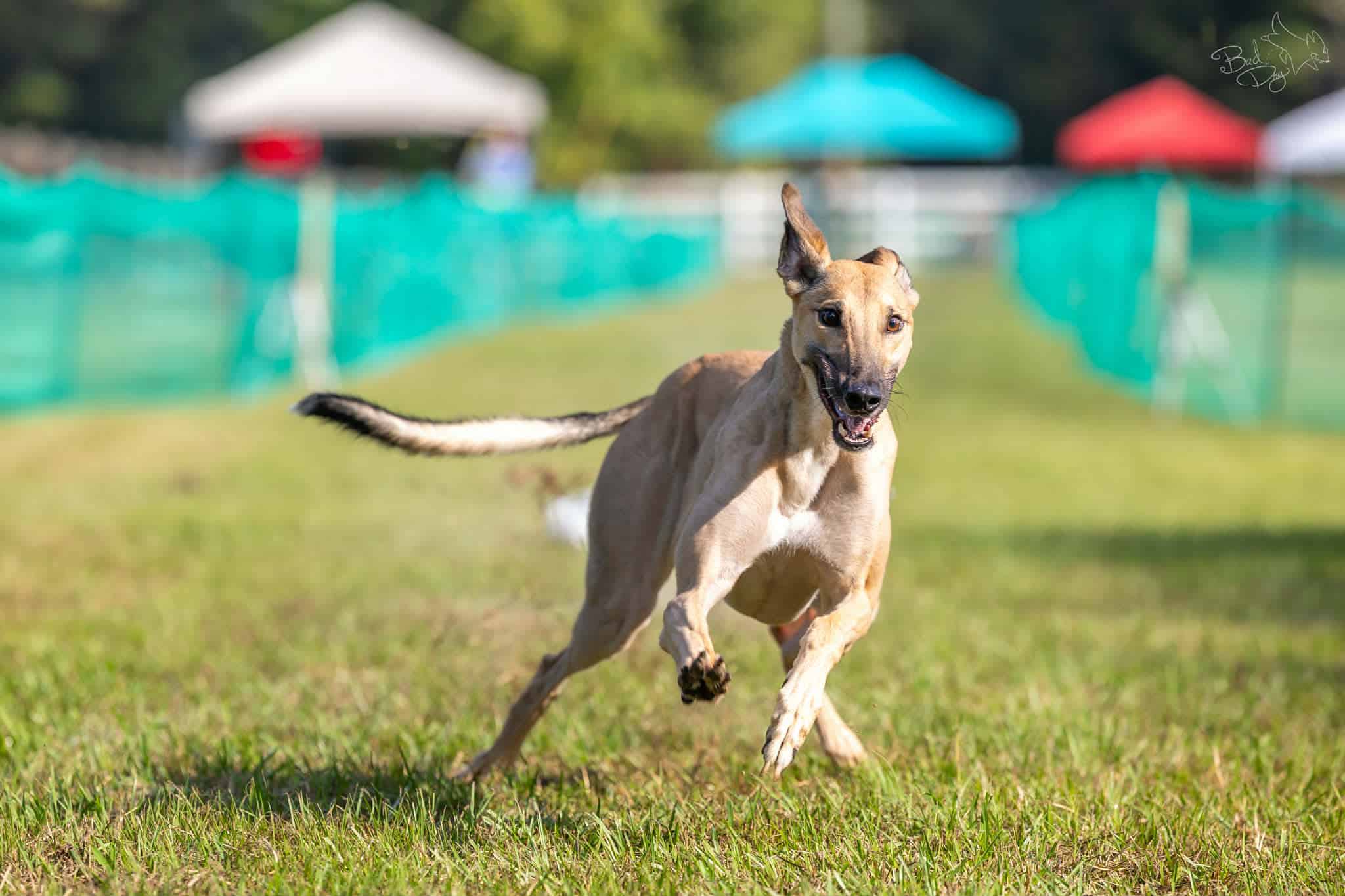 fritz running fast cat