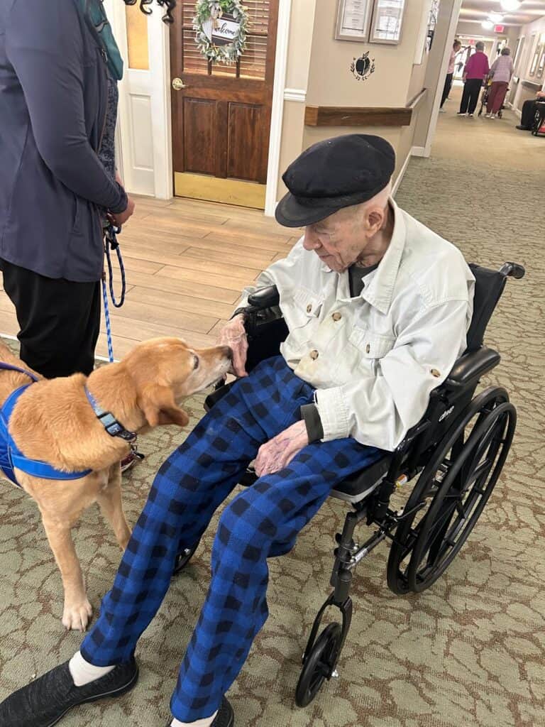 jack the golden retriever therapy dog