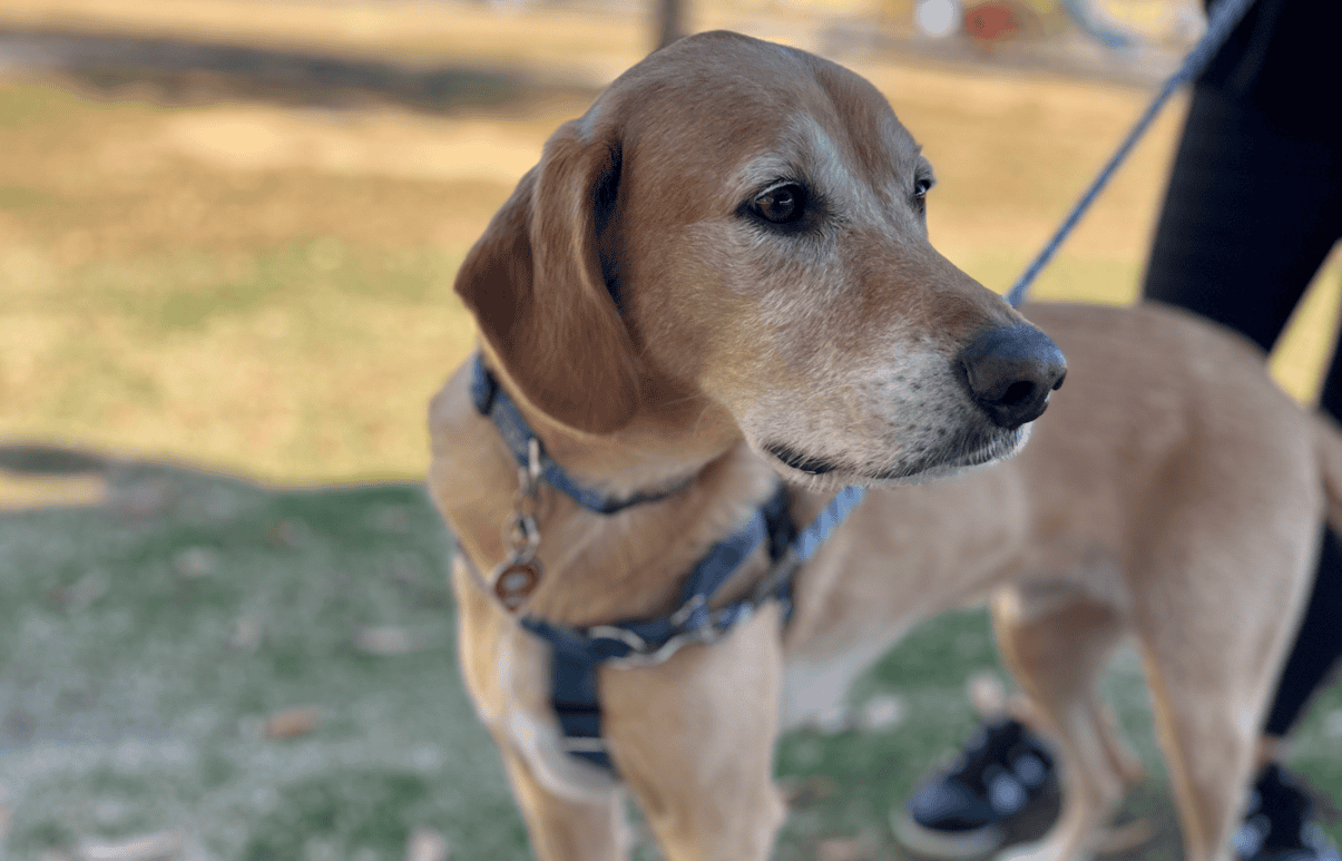 jack the therapy dog